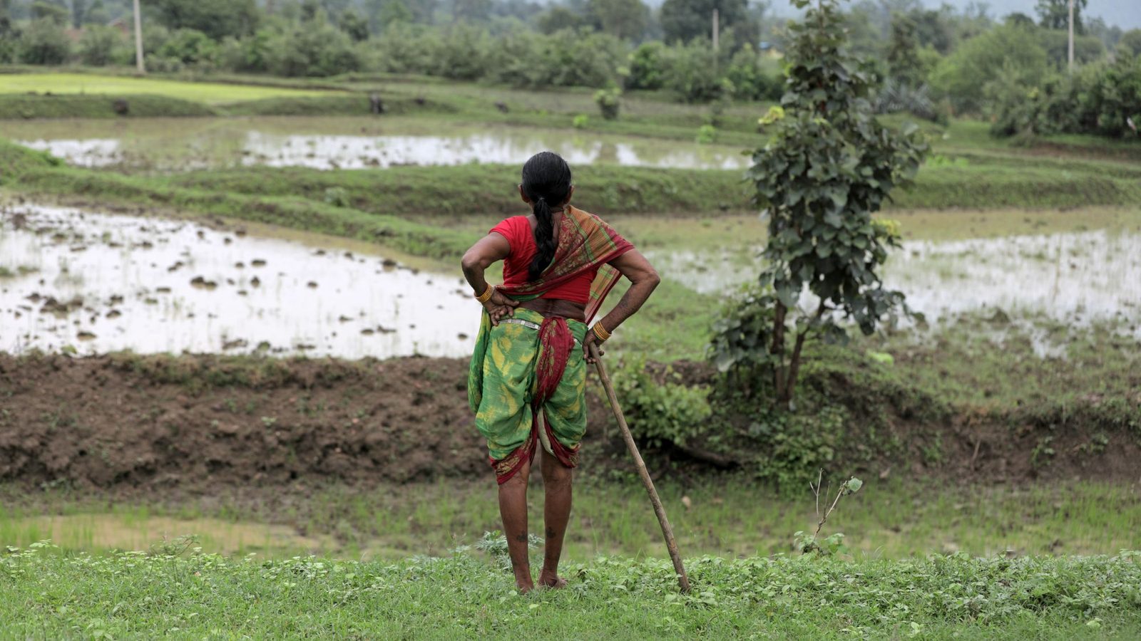 A woman farmer looking out over flooded rice fields in Chhattisgarh