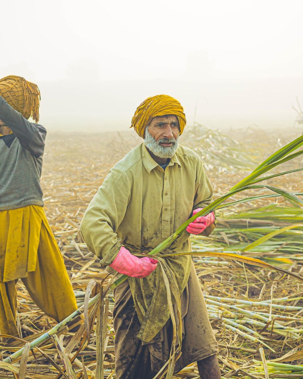Two farmers carrying cut sugarcane through a misty field at harvest