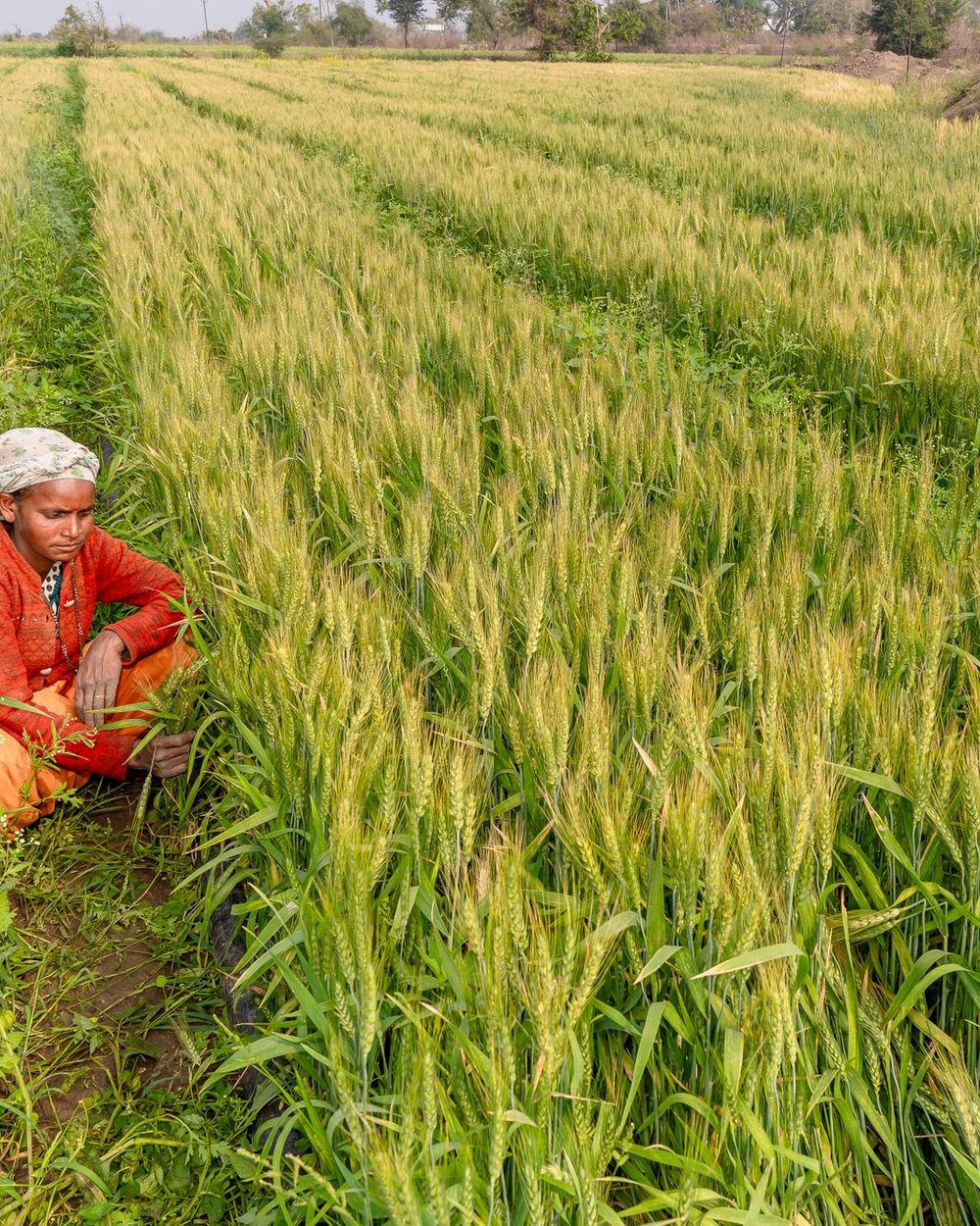 A farmer crouched in her wheat field, checking the crop