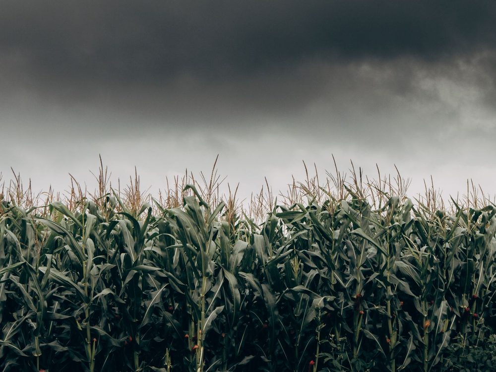 Storm clouds gathering over a maize field in Chikkamagaluru, Karnataka