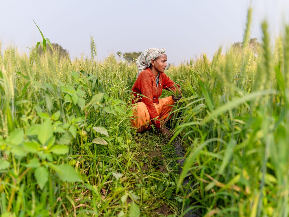 A farmer crouched in a wheat field, checking the crop plant by plant