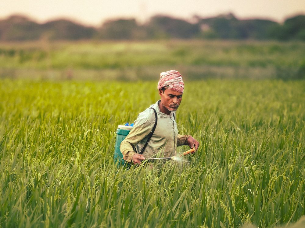 A farmer with a knapsack sprayer applying inputs in a paddy field