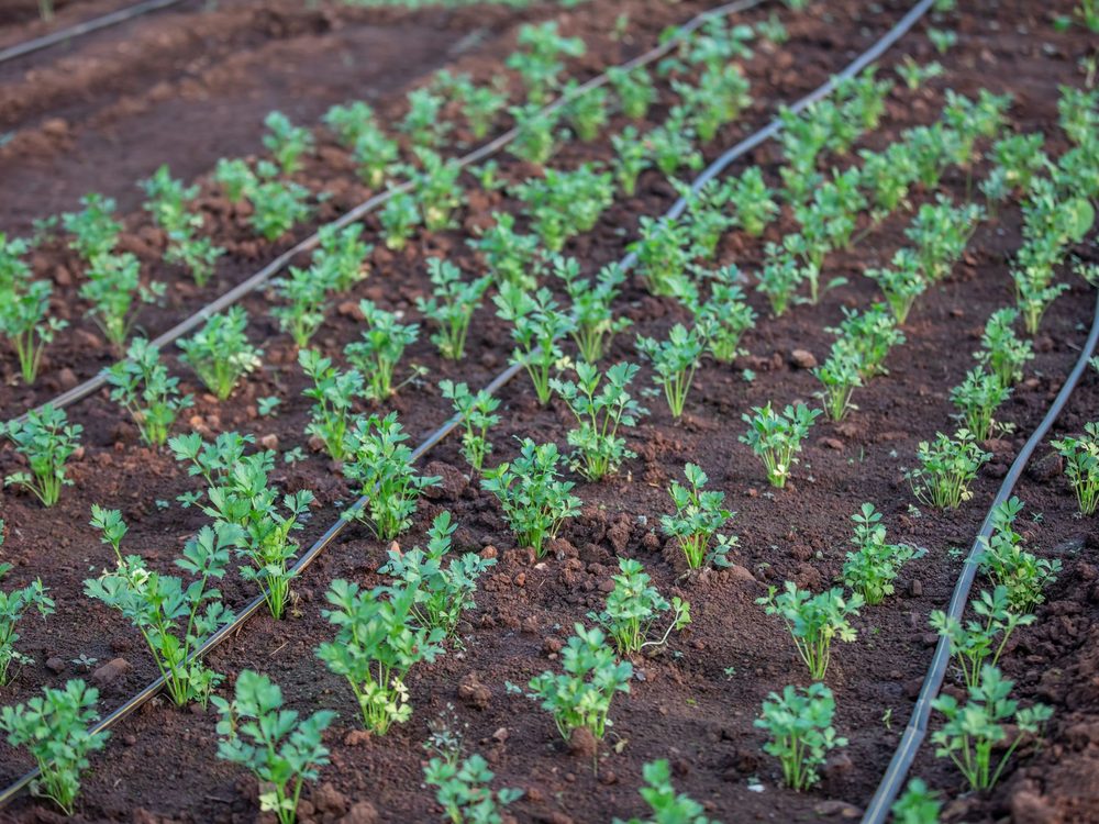 Drip lines laid between rows of young vegetable seedlings